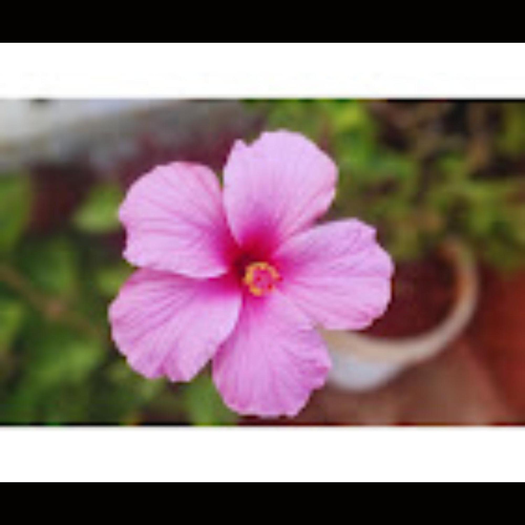 Strawberry County Panchgani Exterior foto