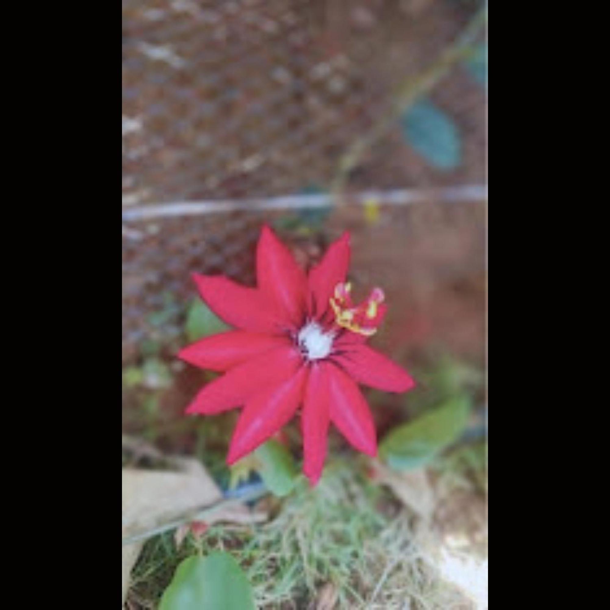 Strawberry County Panchgani Exterior foto