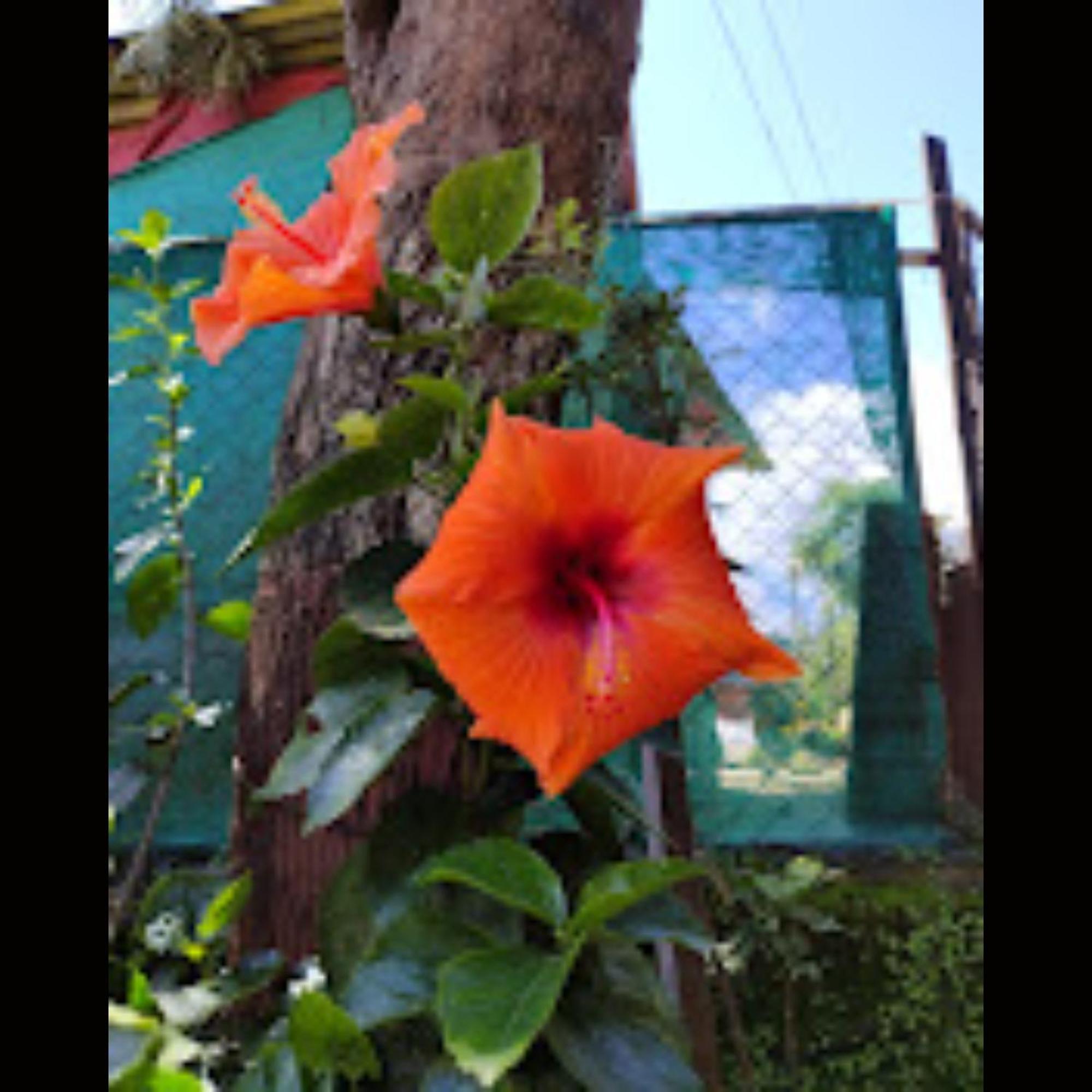 Strawberry County Panchgani Exterior foto