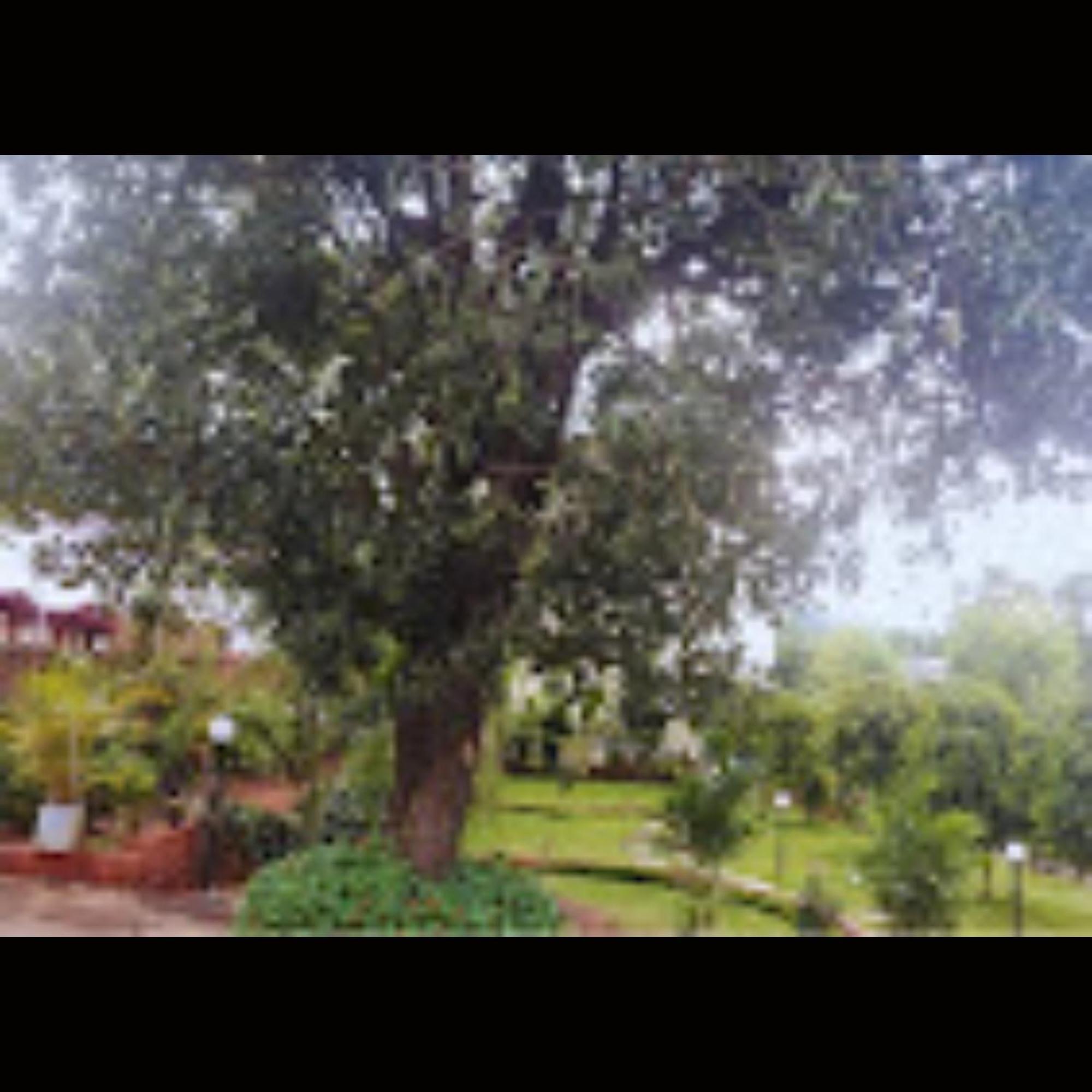 Strawberry County Panchgani Exterior foto